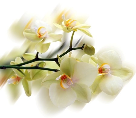 ORCHIDS - cream, stem, pretty, peach