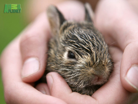 Baby Bunny! - rabbit, bunny, animal planet, furry