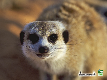 Meerkat - animal planet, desert, meerkat manor, meerkat