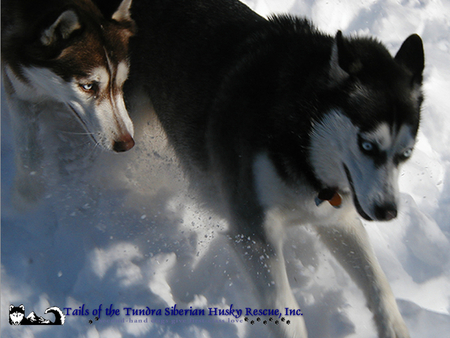 Siberian Huskies - snow, arctic, dogs, siberian huskies