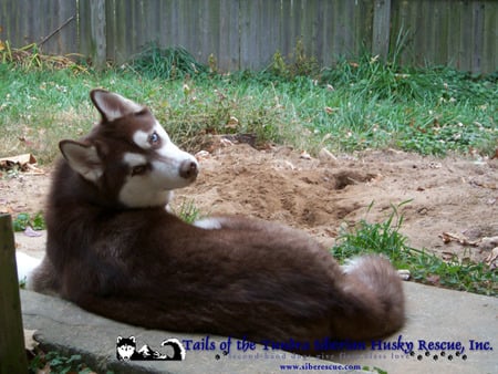 Meeshka on the Porch - siberian husky, meeshka, porch, garden