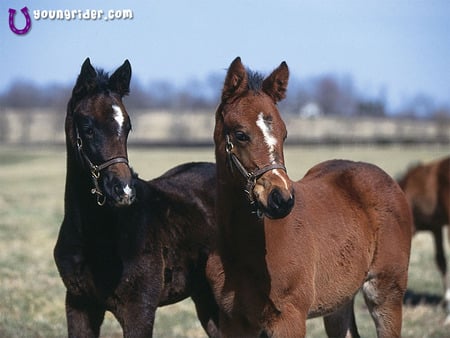 Best Friends 4 Ever - horses, fillies, farm, country