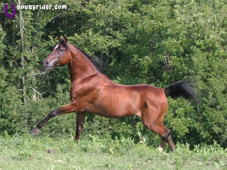 Horse in the Forest - mare, forest, horses, animals