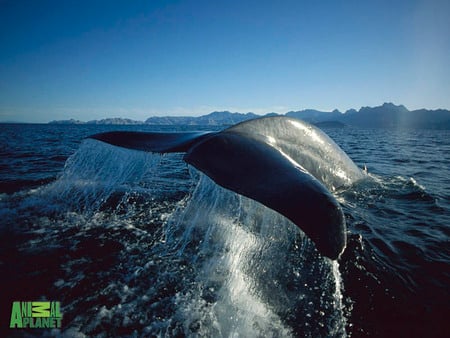 Whale Tail - tails, animal planet, whales