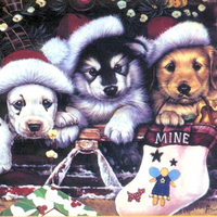 3 Puppys at Xmas