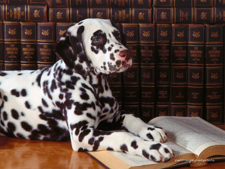 Readin Dog - stories, dalmatian, dogs, book