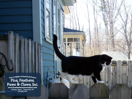 Cat Walk - fins feathers paws and claws, fence, animals, cat