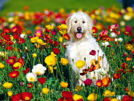 Flower Dog - dog, poppies, nature, animals