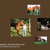 Horse Pics