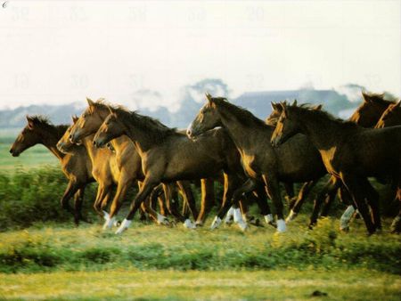 Horse Herd - horses, wild horses, nevada, country