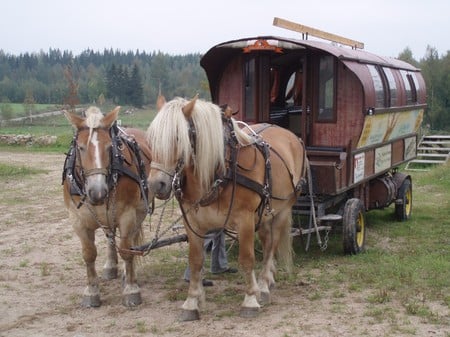 Shetland Ponys - horses, shetland ponies, animals, wagon