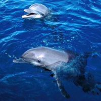 Dolphins Coming Up for Air