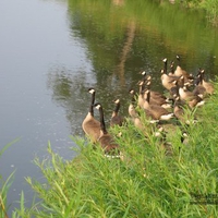 Birds by the Pond