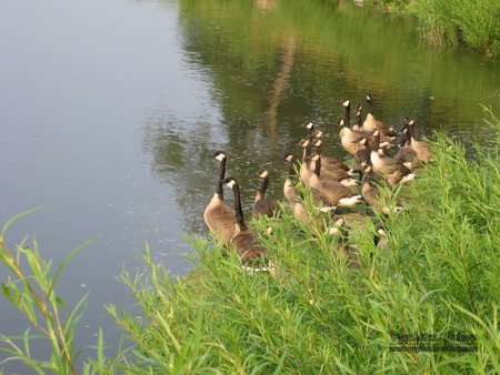 Birds by the Pond - wings, ducks, pond, birds