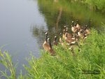 Birds by the Pond