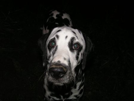 Dalmatian in the Dark - dalmatian, dogs, night, black