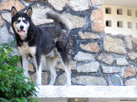 Siberian Husky - wall, siberian husky, dog