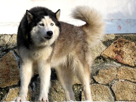 Siberian Husky 2 - stone wall, siberian husky, dog