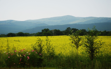 Yellow fields - mountains, flowers, field, yellow, cosmos, fields, canola