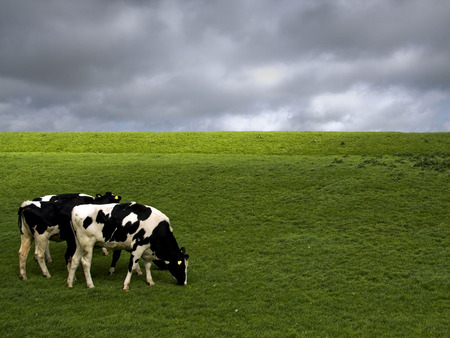 Quiet before the storm - overcast, farmland, holstein cows, dark sky, green grass, cows