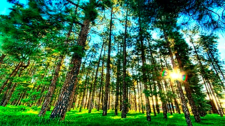 Refresh - trees, ray, nature, green, grass, forest, light, sun