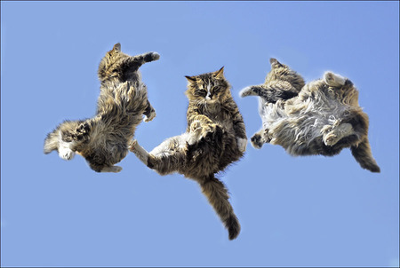 Flyyy - sky, cat, kitty, cats, funny, cute