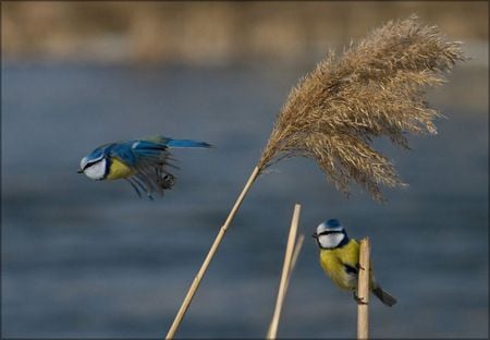 Blue tits - bird, cute, birds, wings