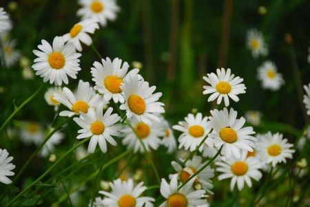 Daisies - flowers, spring, white, flower