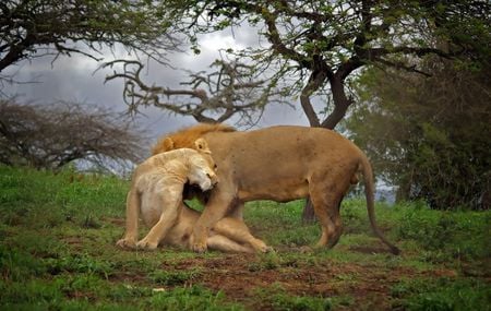 Lion love - lions, trees, africa, cats, wild, big cat