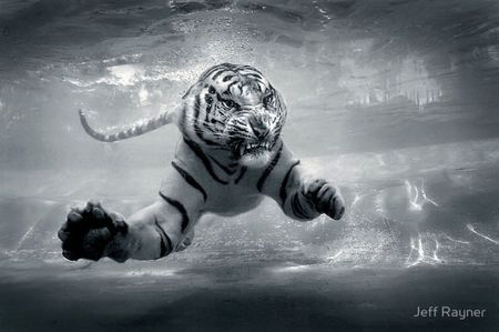 Underwater Danger - cat, wild, big cats, black and white, tiger