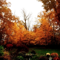 BACKYARD FOREST