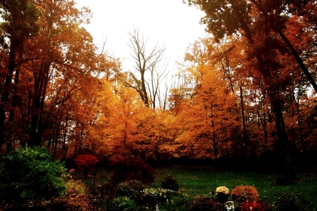 BACKYARD FOREST - flowers, trees, autumn, green, back yard, plants, field