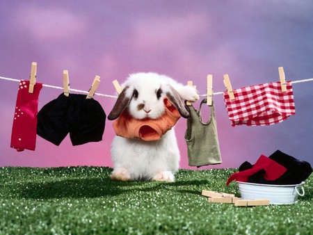 So cute:) - clothes, rabbit, rabbits, rodents, beautiful, grass, lovely, bunny, sweet, funny, cute, bunnies, nice, animals