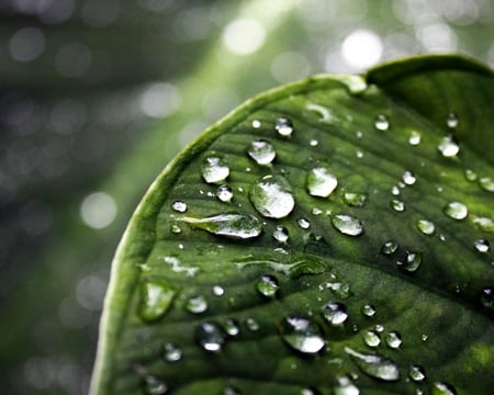 DEW DROPS - drops, green leaf, water, dew