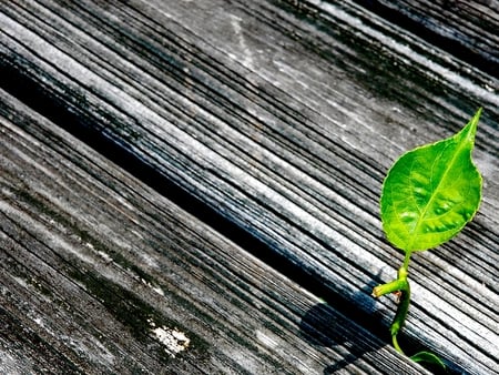 GROWING PLANT - growing, plank, wood, leaf, plant