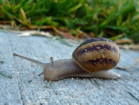 Hello - pretty, animal, hello, grass, curious, curiosity, snail