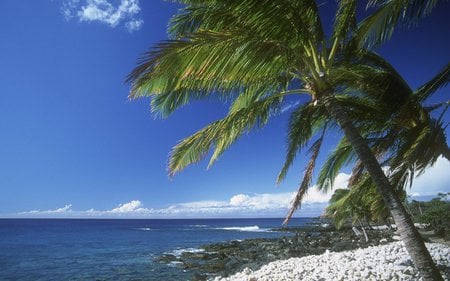 Hawaiian Palm - nature, ocean, beach, current, blue, tree, palm, coast