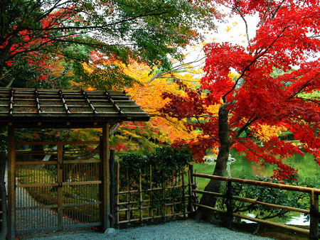 Autumn colors - trees, gate, beautiful, red, gardens, leaves, japanese