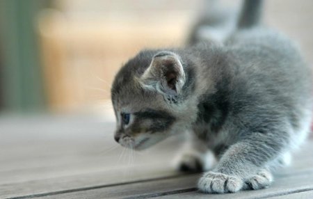 Little cat - wooden floorboards, grey, cat, animals, eyes, learning to walk, cute, kitten