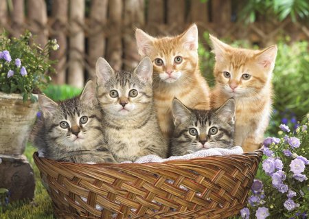 Cats - kitten, cute, eyes, cat, animals