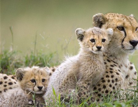 Cheetah - nice, fast, hot, dry, kittens, animals, feline, other, chita, cool, family, grass, love, wildlife, markings, cheetah, africa, cheetahs, abstract, cubs, cats, jungle, wild, beautiful, animal