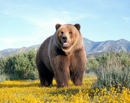 Big bear - big, animals, bear