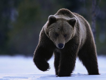 Black Bear - bear, big, animals, wild