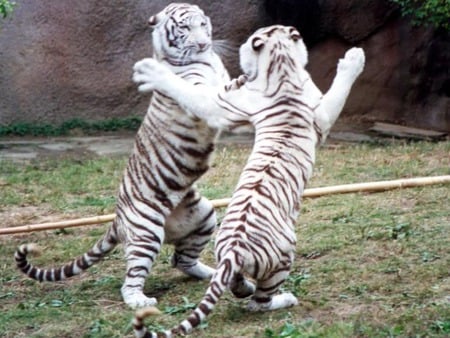 wild is the beast - tigers, fighting