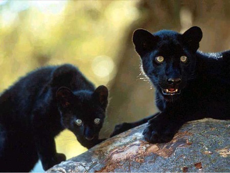 Black beauties