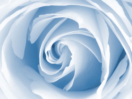 pic 17581 1024x768. jpg - blue rose, fantasy, sweet