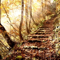 FOREST STAIRS