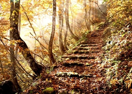 FOREST STAIRS - forest, stairs, falls, autumn