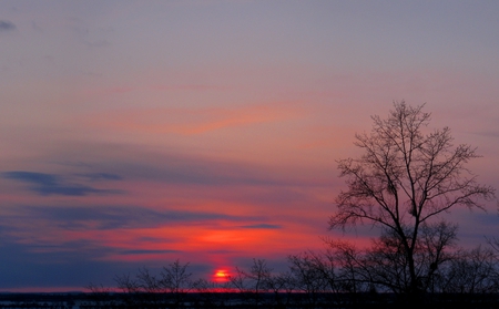 my sunset - clouds, blue, red, tree, sun, sky