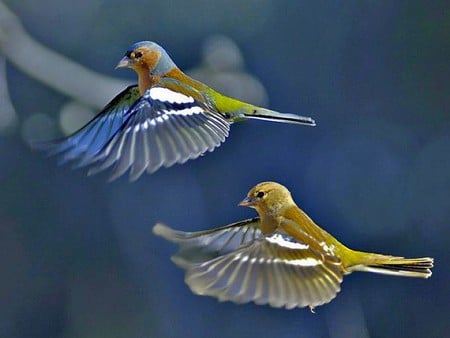 Flying Birds - picture, beautiful, flying birds